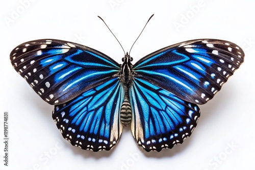 Vibrant Blue Striped Butterfly - Close-Up Product Photography photo