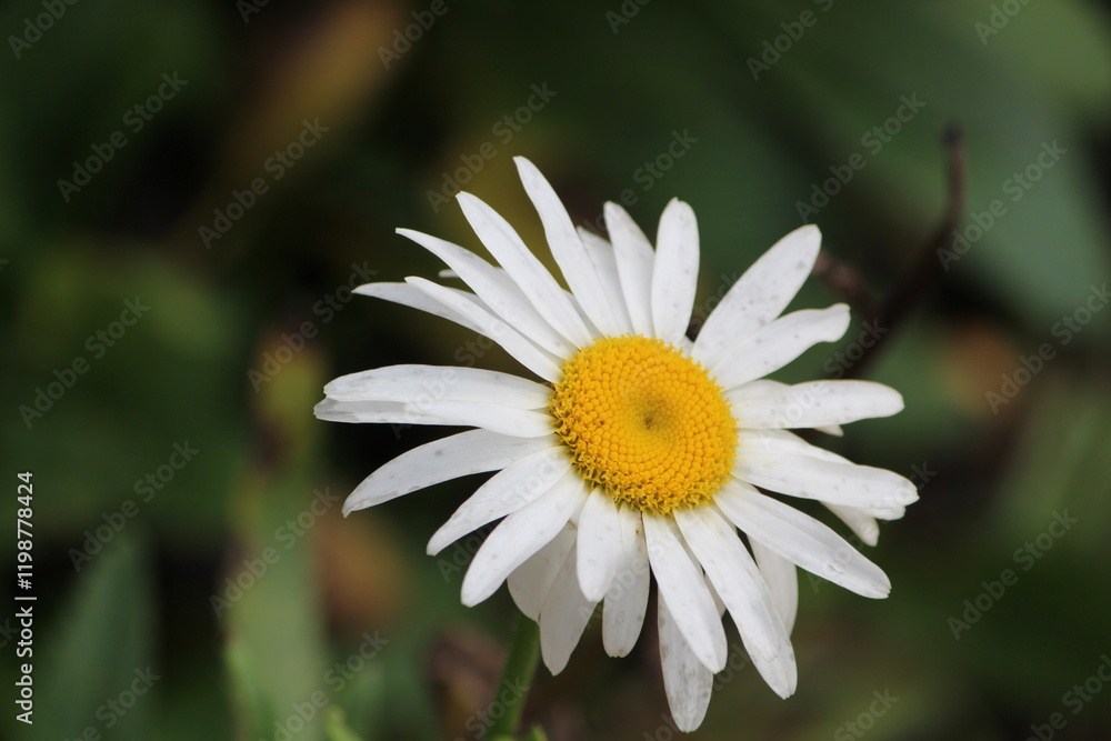 Obraz premium DAISY - SHASTA