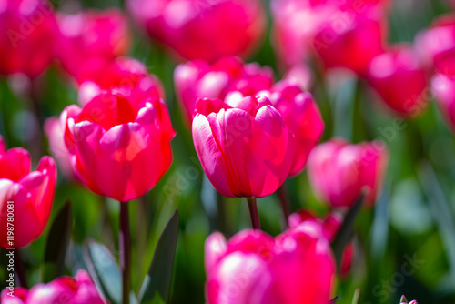 Tender Tulips. Amazing sensual bright tulip flowers blooming in the garden at sunny spring day. Red tulips in the park. Spring landscape. Field of tulips. Spring flowers.