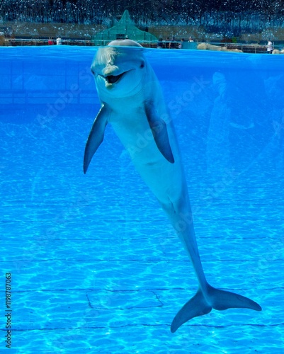 Cuadro en lienzo dolphin jumping out of water