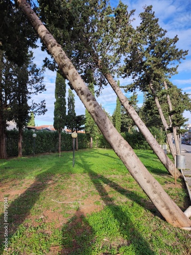 Trees along the roadway leaned over after hurricane winds in Calabria, Italy, January 2025. Vertical photo