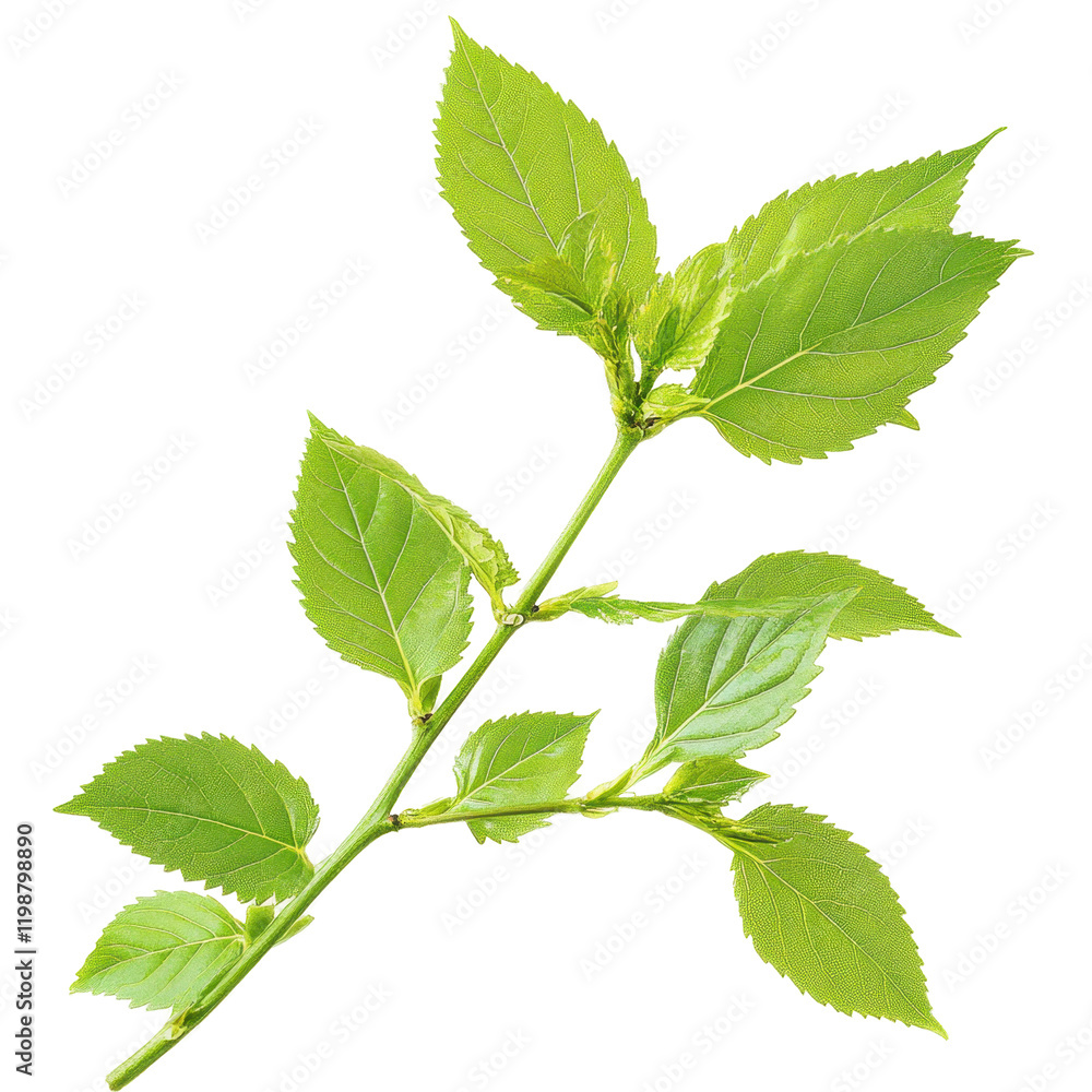 Vibrant Green Leaves on Branch Portraying Nature's Beauty and Freshness in Detail Vibrant Green Leaves on Branch Portraying Nature's Beauty and Freshness in Detail
