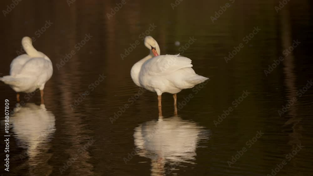 Swans in slow motion showcasing a peculiar mirrored courtship dance in the early spring season. Swans in slow motion showcasing a peculiar mirrored courtship dance in the early spring season.