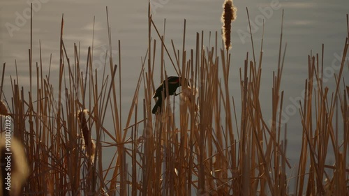 slow motion footage of red winged black bird chirping in cattails near pond at sunrise photo