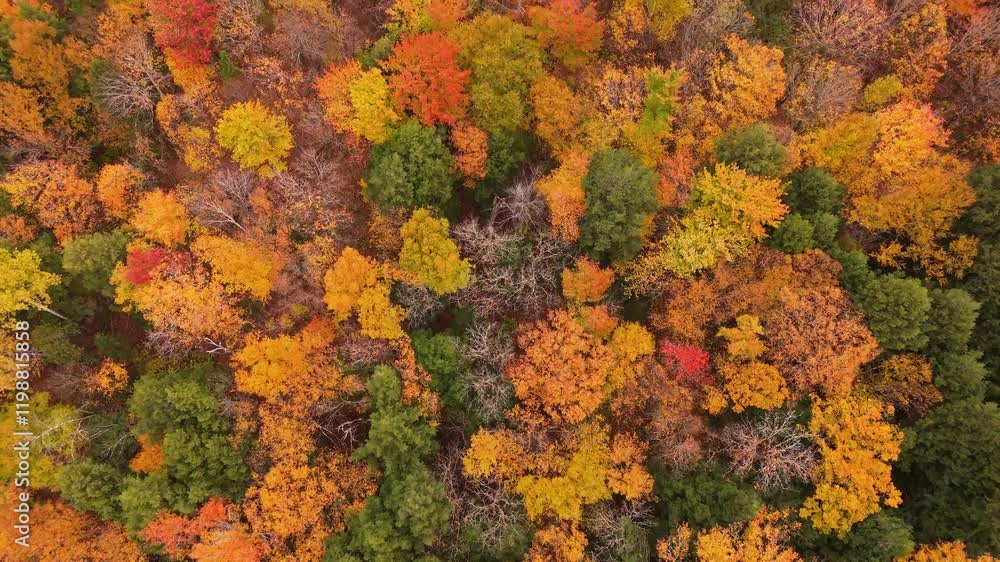 An aerial view of a vibrant autumn forest, showcasing a mix of orange, yellow, and green foliage in a stunning mosaic of fall colors. An aerial view of a vibrant autumn forest, showcasing a mix of orange, yellow, and green foliage in a stunning mosaic of fall colors.