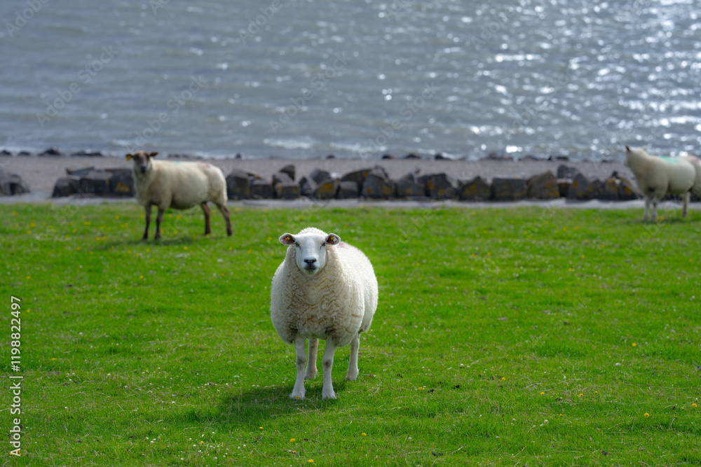 Fototapeta premium The sheep lamb in the verdant meadows. Sheep on an farm. Sheep eating grass on a field. Sheep grazing in an alpine meadow.