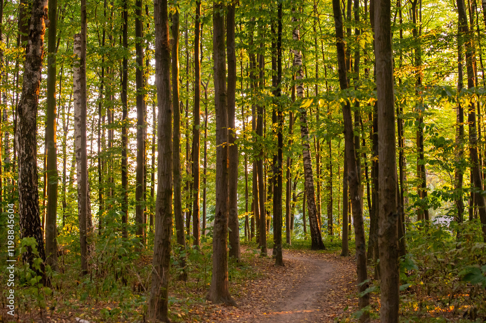 Fototapeta premium forest in the morning