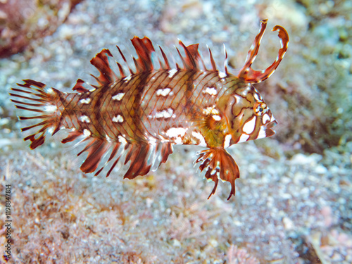 可愛いオビテンスモドキ（ベラ科）の幼魚他。
英名学名：Rockmover wrasse, Novaculichthys taeniourus

静岡県伊豆半島賀茂郡南伊豆町中木ヒリゾ浜2024年
 photo