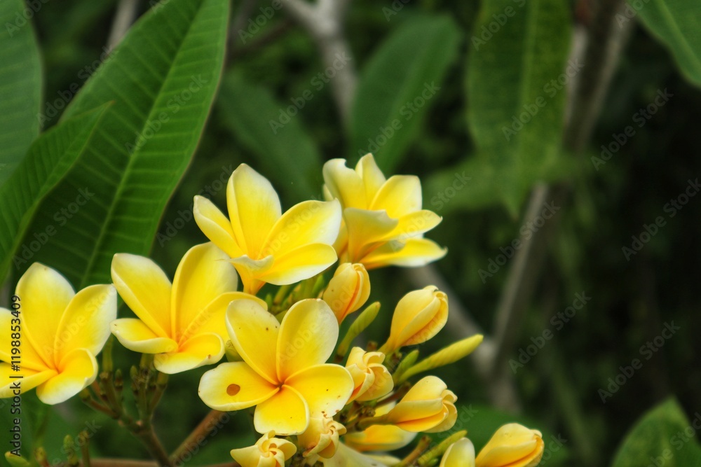 Fototapeta premium Yellow frangipani or Plumeria flowers are blooming beautifully, with a close view.