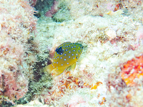 星空のように美しいルリホシスズメダイ（スズメダイ科）の幼魚。
英名学名：Jewel Damsel, Whitespotted devil
静岡県伊豆半島賀茂郡南伊豆町中木ヒリゾ浜2024年
 photo