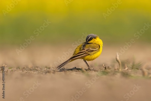 Yellow Wagtail Bird in its Natural Habitat photo