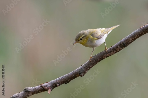 Common Chiffchaff Perched on a Branch