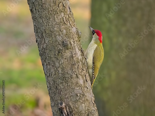 European Green Woodpecker on a Tree Trunk photo