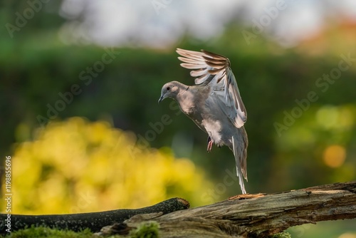 Eurasian Collared Dove Landing on Branch photo