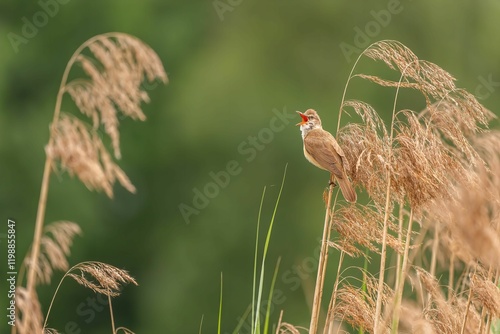 A Melodious Songbird in a Reedy Haven