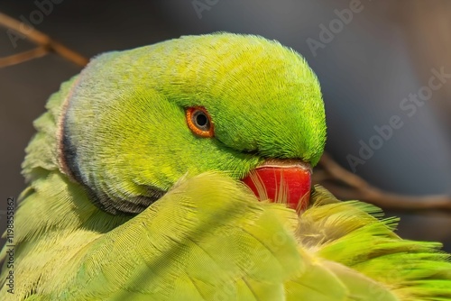 Vibrant Green Parrot Preening its Feathers photo