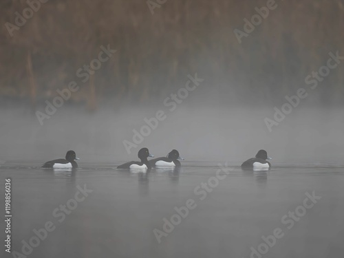 Misty Morning: Tufted Ducks on Serene Lake photo