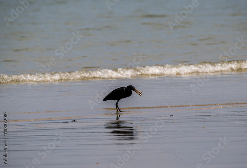 Wallpaper Mural Grey heron hunting in natural conditions near water in Thailand Torontodigital.ca