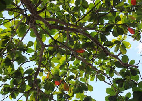 Terminalia catappa, detail of a indian almond tree, Thailand. photo