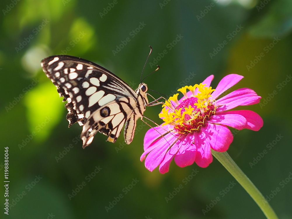 Naklejka premium A butterfly sits on a fuchsia-colored zinnia flower. blooming beautifully
