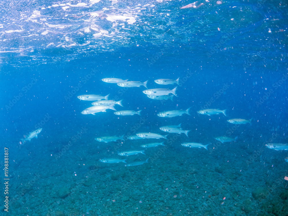 Obraz premium 水面近くを泳ぐ美しいボラ（ボラ科）の群れの半水面撮影。 英名学名：Flathead Gray Mullet (Mugil cephalus) 静岡県伊豆半島賀茂郡南伊豆町中木ヒリゾ浜2024年 