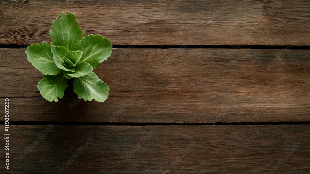Rustic Green Aesthetic Wooden Crate with Fresh Seedlings in Close-Up Nursery - Authentic Farming Content for Sustainable Gardening and Eco-Friendly Growth Strategies Rustic Green Aesthetic Wooden Crate with Fresh Seedlings in Close-Up Nursery - Authentic Farming Content for Sustainable Gardening and Eco-Friendly Growth Strategies