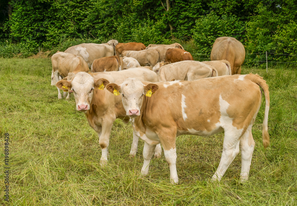 Obraz premium Kuhherde bei Caldern an der Lahn, Oberes Lahntal, Hessen, Deutschland