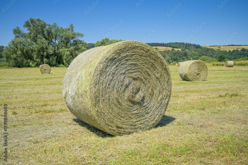 Rolle Heu nahe Stockhausen, Lahn-Dill-Kreis, Hessen, Deutschland Rolle Heu nahe Stockhausen, Lahn-Dill-Kreis, Hessen, Deutschland