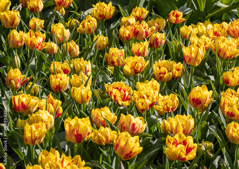 yellow-red tulips blooming in a garden yellow-red tulips blooming in a garden
