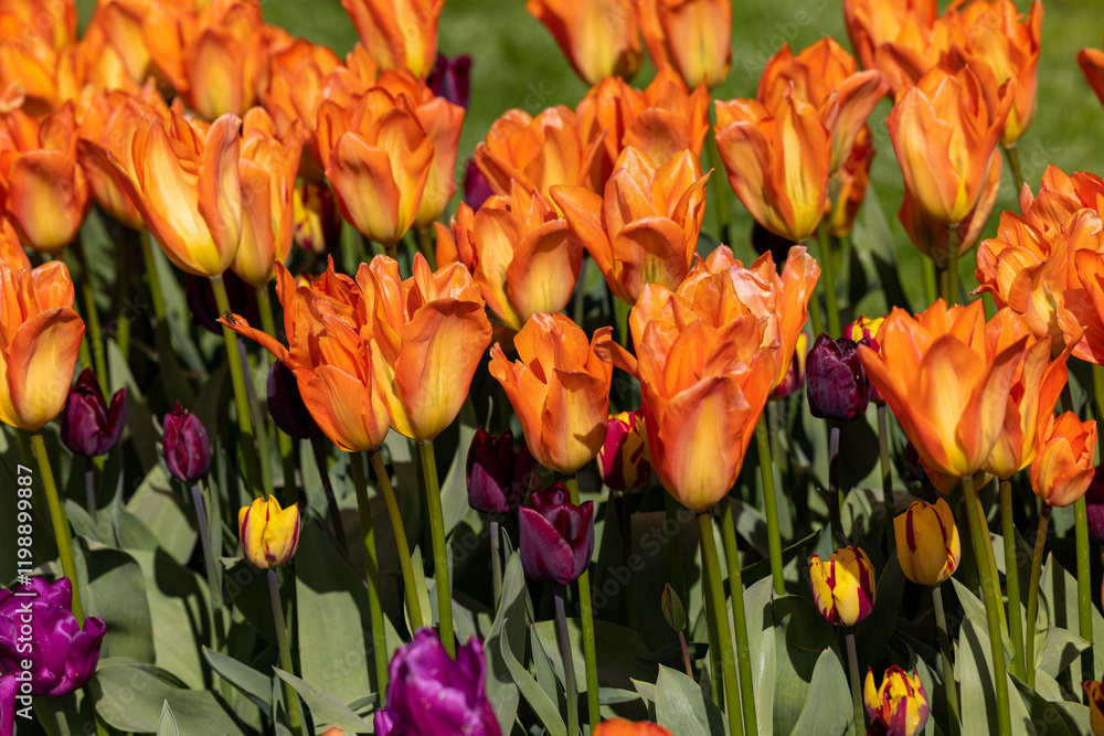 orange tulips blooming in a garden orange tulips blooming in a garden