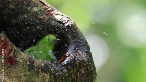 Greater Green Leafbird playing water on a tree hole