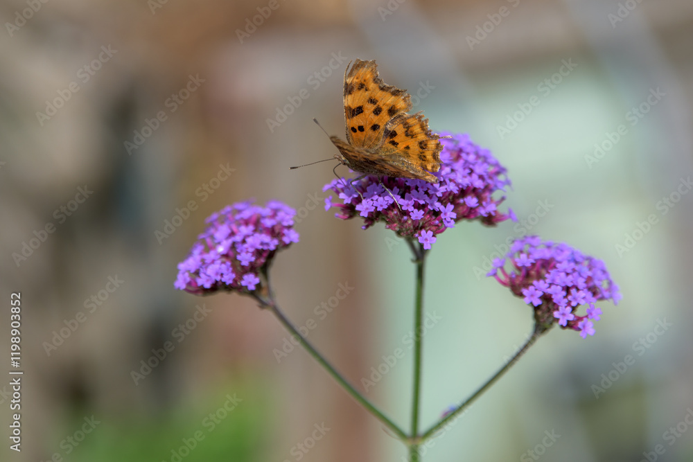 Obraz premium Comma butterfly rests on a verbena flower. Nymphalid with spotted orange wings. Striking garden insect contrasting against the deep purple flower.