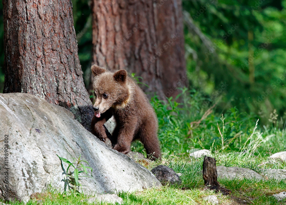Fototapeta premium Brown bears playing in the forest