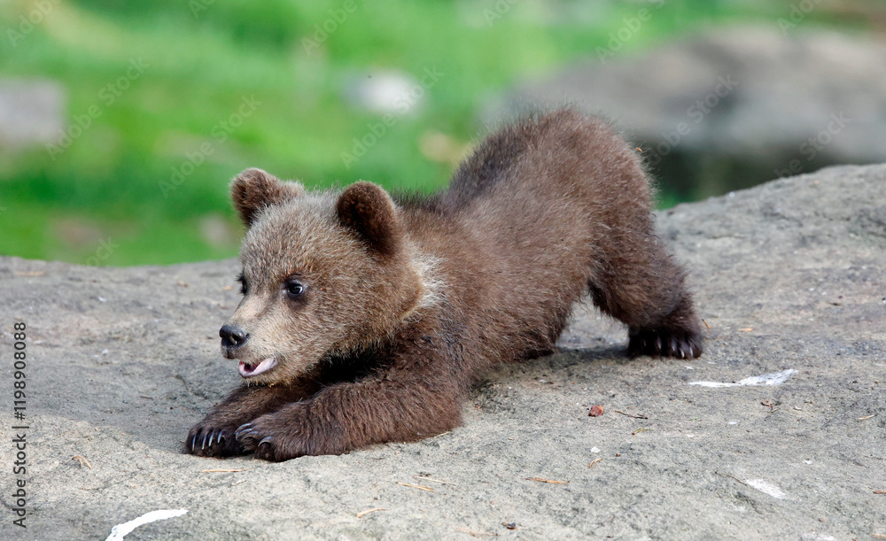 Fototapeta premium Brown bears playing in the forest