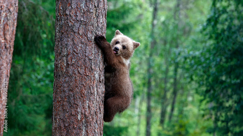 Brown bears playing in the forest
