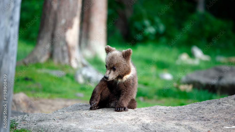 Brown bears playing in the forest Brown bears playing in the forest