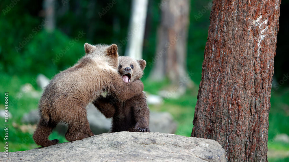 Fototapeta premium Brown bears playing in the forest