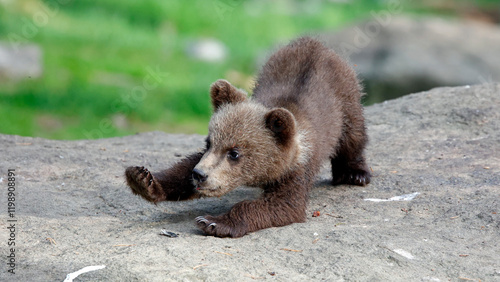 Brown bears playing in the forest photo