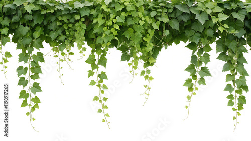 Isolated Grape Ivy Plant with Transparent Background