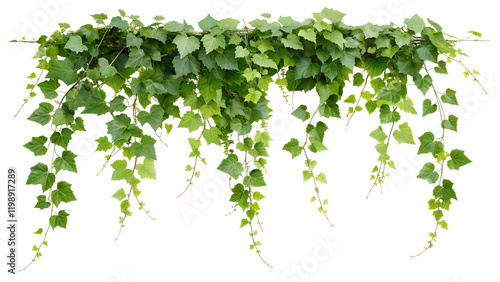 Tropical Green Grape Ivy Plant with Hanging Leaves