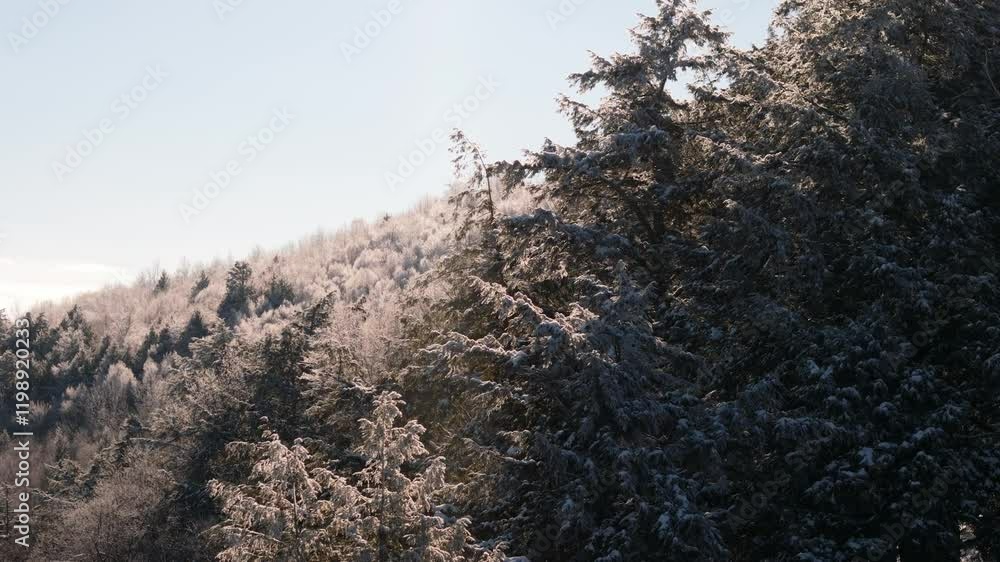 A breathtaking view of a frosted forest under the golden morning sun, with rolling hills in the background. The perfect blend of winter serenity and natural beauty. A breathtaking view of a frosted forest under the golden morning sun, with rolling hills in the background. The perfect blend of winter serenity and natural beauty.