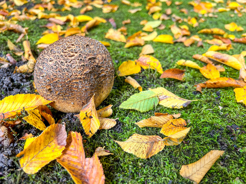 Purple-spored puffball photo