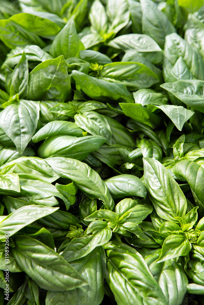 Organic Farmer's Market Fresh Vegetable Basil Herb Organic Farmer's Market Fresh Vegetable Basil Herb