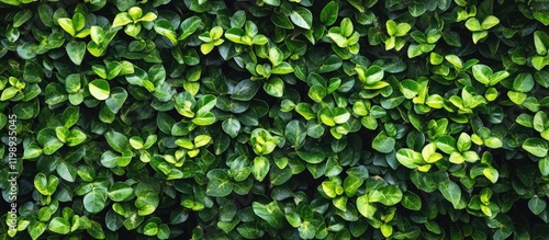 Wallpaper Mural Lush green foliage texture background with dense leaves and copy space for text insertion Torontodigital.ca