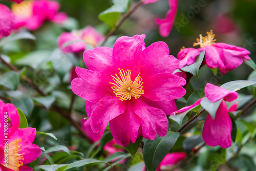 A sasanqua camellia flower with bright pink petals in full bloom. Camellia sasanqua