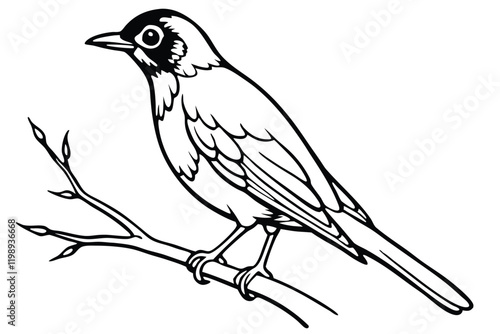 American Robin sitting in the branch vector with line art design 