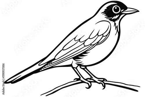 American Robin sitting in the branch vector with line art design 