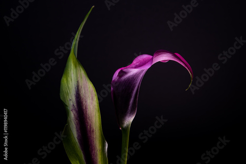 Calla flower. Zantedeschia aethiopica. Purple flower on a dark background. Arum lily. Hybrid