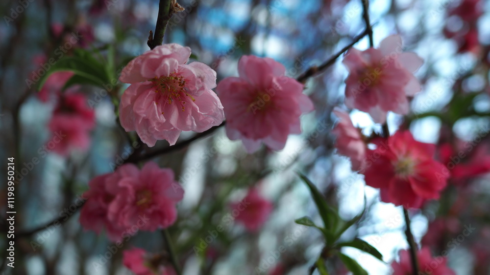Obraz premium Closeup of a light pink peach blossom flower on upper left screen, with a blurred bokeh background of other pink flowers 