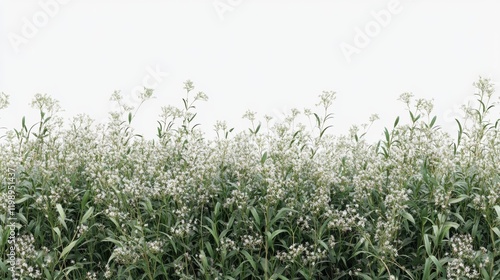Wallpaper Mural Lush Green Field with Delicate White Flowers Under Soft Light Torontodigital.ca